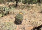 Desert Museum Barrel Cactus blooming